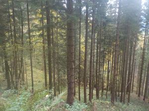 9462 Bad St.Leonhard/Kliening    Wald mit sehr gutem Bestand