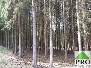 Wald in der Gemeinde Haugschlag