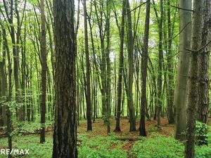 Waldgrundstück in Seiersberg